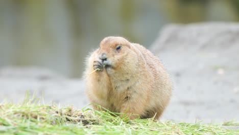 front portrait of mexican prairie dog eating grass outdoor