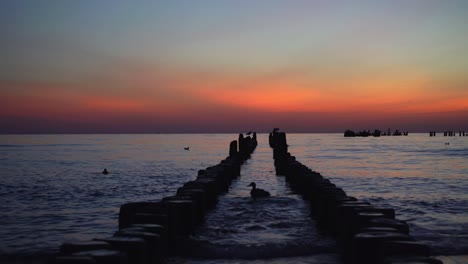 ducks on the shore of the baltic sea at dawns early light