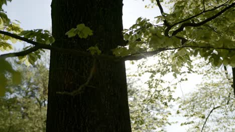 Sun shining past large tree with leaves