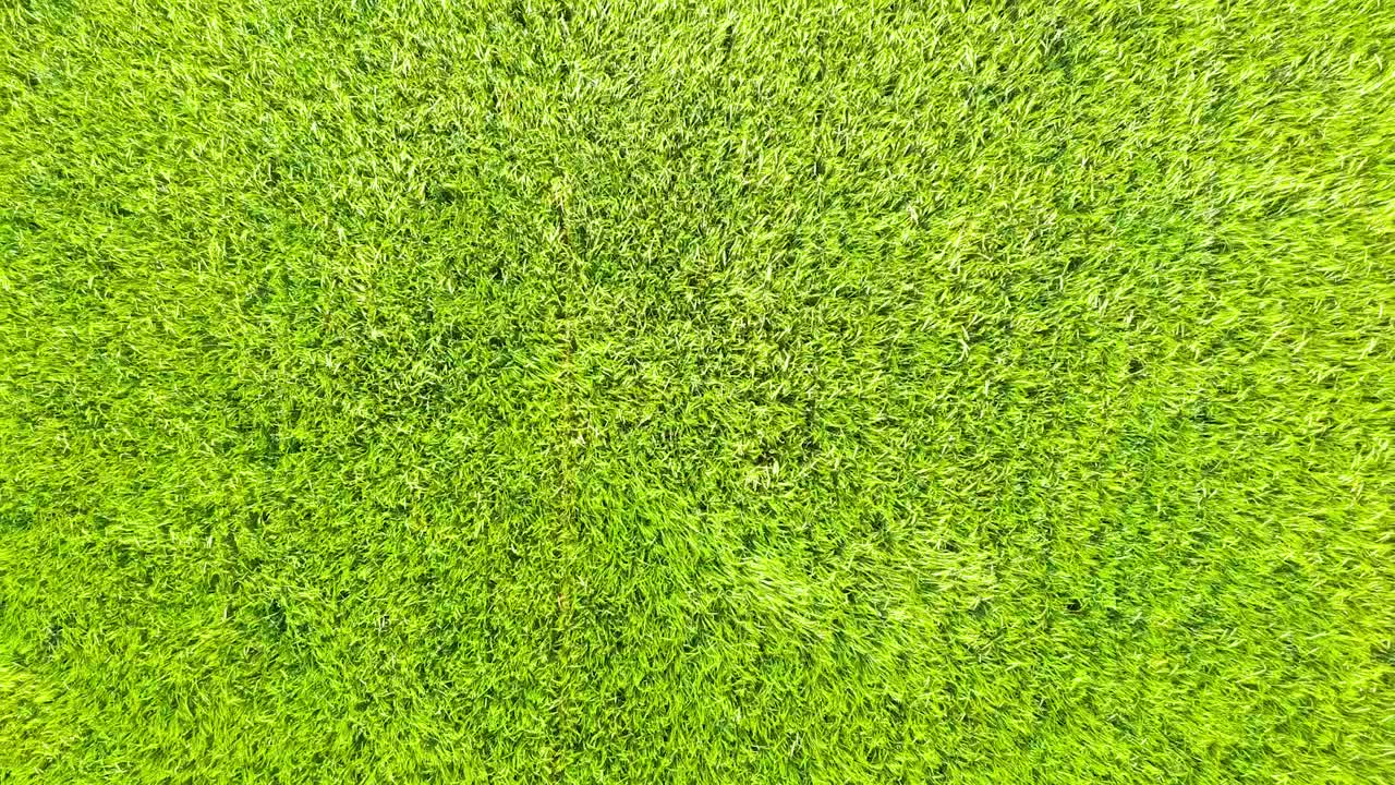 바람이 부는 날 푸른 보리밭의 공중 영상, 식물이 파도와 잔물결 속에서 움직이는 모습