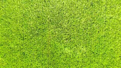 Panning-out-aerial-video-of-green-barley-field-on-a-windy-day,-with-plants-moving-in-waves-and-ripples