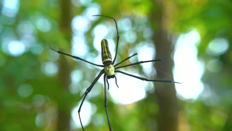 a spider weaves a web and sits on it waiting for prey