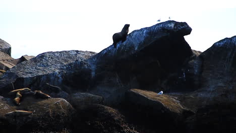 una foca trepa por una roca junto a las gaviotas en alaska