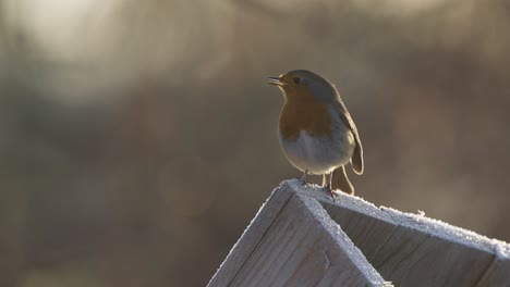 slowmotion shot of a robin red brest opening beak and breathing and then flying off