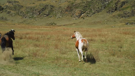 caballos de raza pura corren libremente a lo largo de grandes pastos movimiento lento