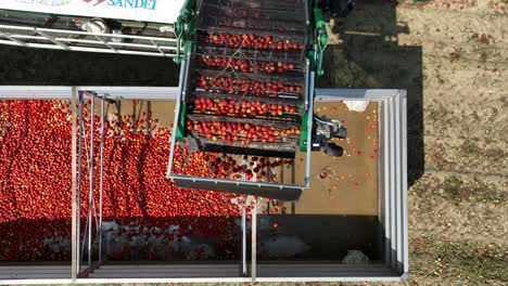 top down drone view of harvesting industrial tomatoes in the po valley in italy