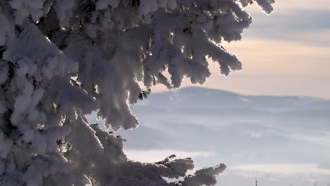 stunning close up shot of snow covered tree branches with mountains in distance