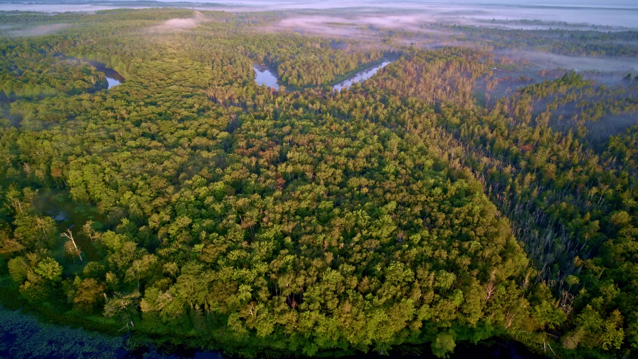Ujęcie z drona lecącego nad dziką rzeką Manistee o świcie, ukazujące liczne zakręty i meandry, które rzeka tworzy w drodze do jeziora Michigan