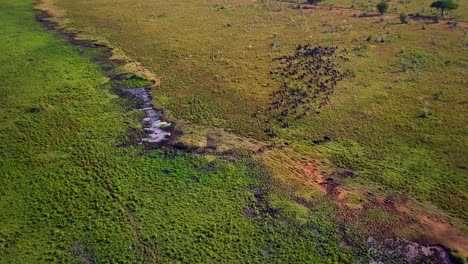 aerial view of a large herd of buffalos migrating across the savanna landscape of kidepo valley national park in uganda, africa, creating a stunning wildlife spectacle, drone reveal camera tilt down