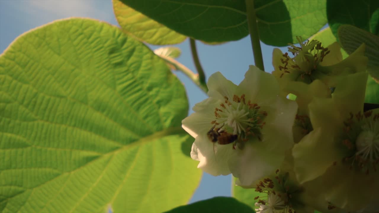 Ape al rallentatore che raccoglie il polline da un fiore bianco alla luce del sole