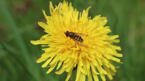 Hoverfly--perched-on-a-Dandelion-flower.-Spring.-UK