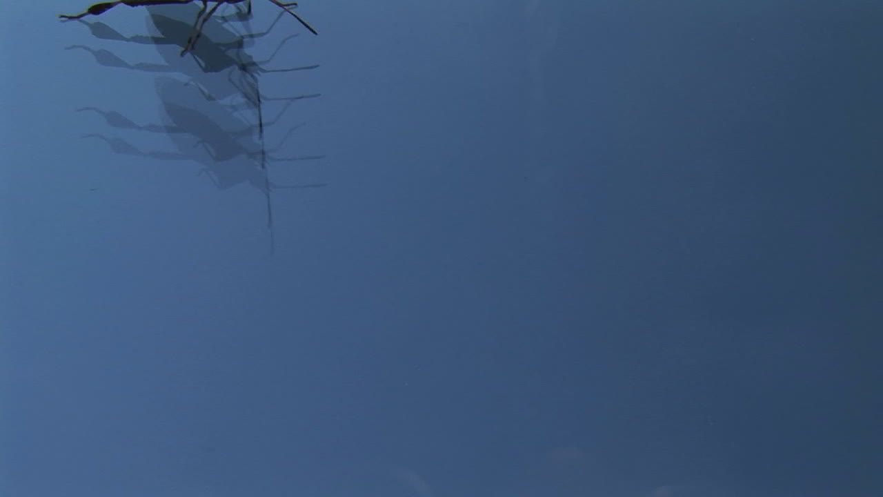 딱정벌레는 단색의 파란색 표면을 가로질러 걷는다