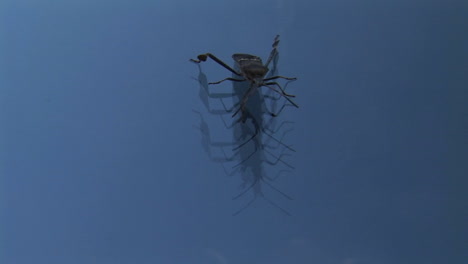 An-beetle-walks-across-a-solid-blue-surface