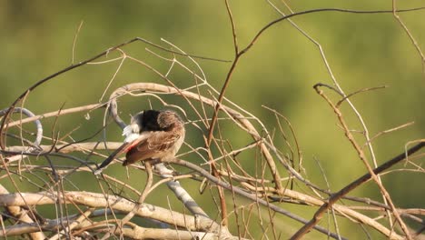 Pájaro-Bulbul-En-El-Bosque.