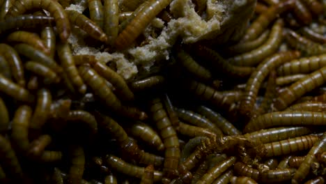 the mealworm is a species of darkling beetle used to feed pets like fish, snakes, birds, and frogs