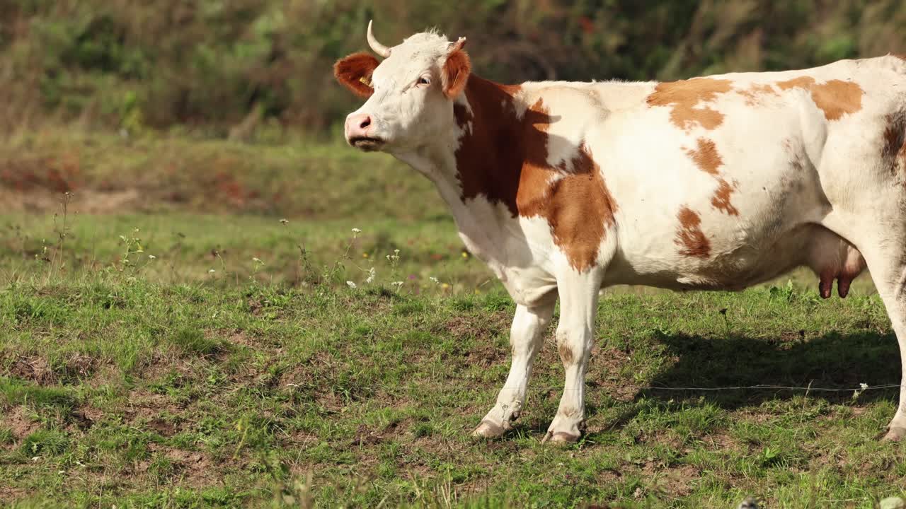 Side View Profile Of Hungarian Spotted Cattle Standing On Grassfield