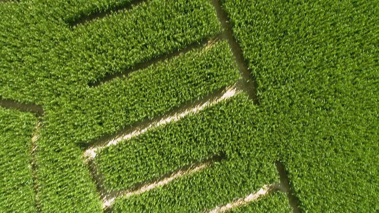 vista aérea del laberinto de maíz