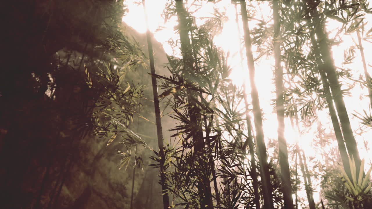 대나무 숲 을 가로지르는 빛