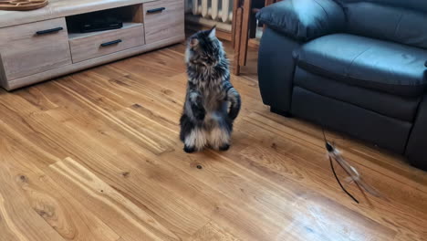 Gran-Gato-Maine-Coon-Jugando-Con-Su-Juguete-En-El-Salón-De-La-Casa