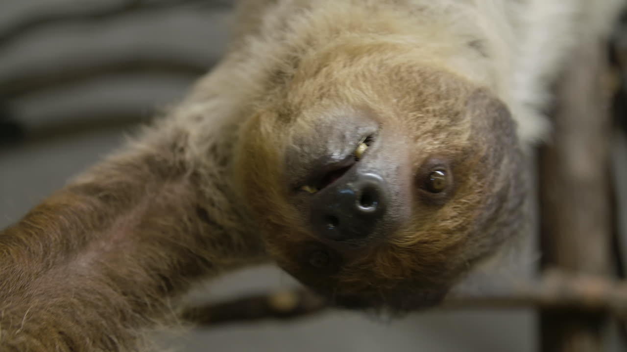 un perezoso cuelga boca abajo comiendo a cámara lenta