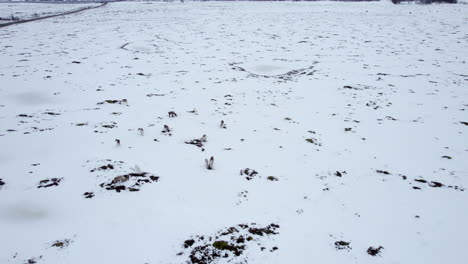 Aerial-orbit-of-a-small-heard-of-domestic-reindeer-grazing-in-a-snow-covered-field-near-a-road-and-small-village