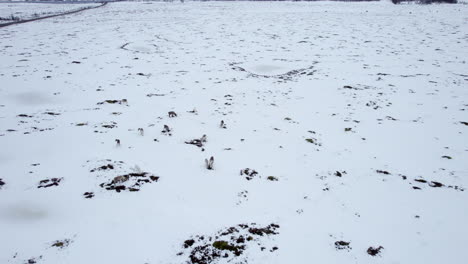 aerial orbit of a small heard of domestic reindeer grazing in a snow covered field near a road and small village