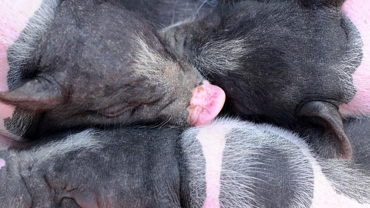 Close-up of Sleeping Piglets