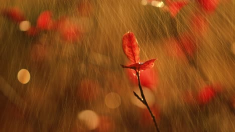 Primer-Plano-De-La-Lluvia-De-Otoño