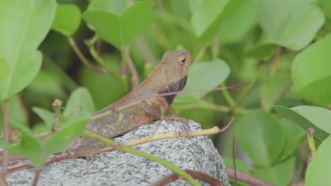 wildlife changeable lizard looking around standing on rock stone in rainforest