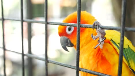 un hermoso pájaro enamorado en una jaula ,