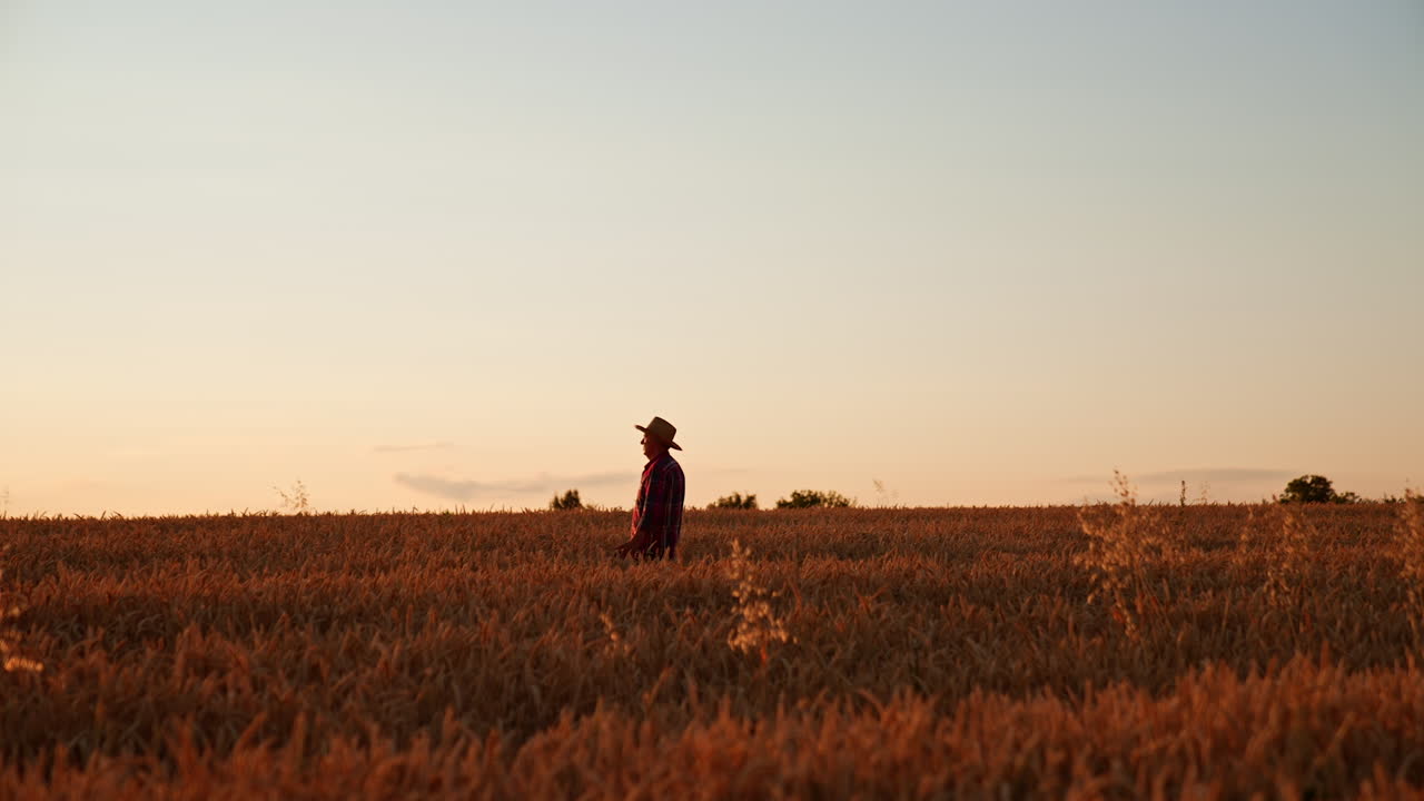 Side view of an old man walking through the farmland at sunset. Farmer looks at his wheat field ready to be harvested.