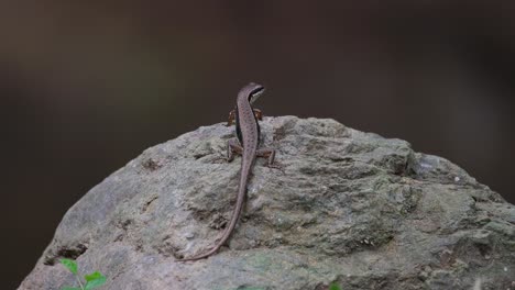 common sun skink, eutropis multifasciata is on a lookout for its prey on top of a rocks by the river in a jungle in southeast asia.