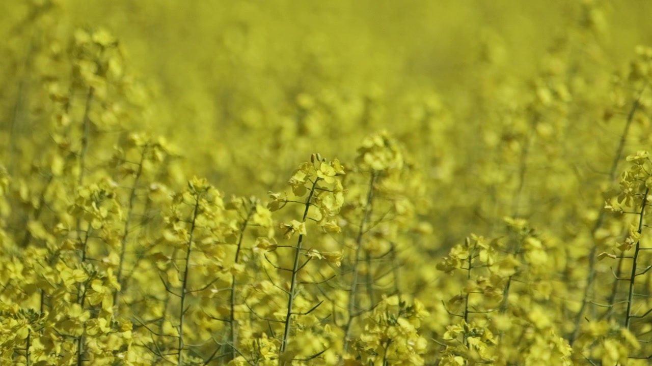Primo piano dettagliato di fiori di colza giallo brillante