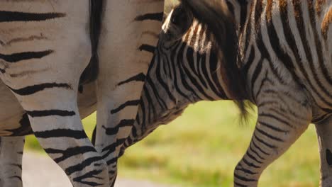 Rear-view-of-two-Burchell's-Zebra,-foal-drinks-milk-from-mother,-close-up
