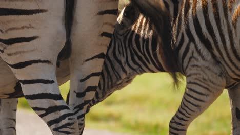 rear view of two burchell's zebra, foal drinks milk from mother, close up