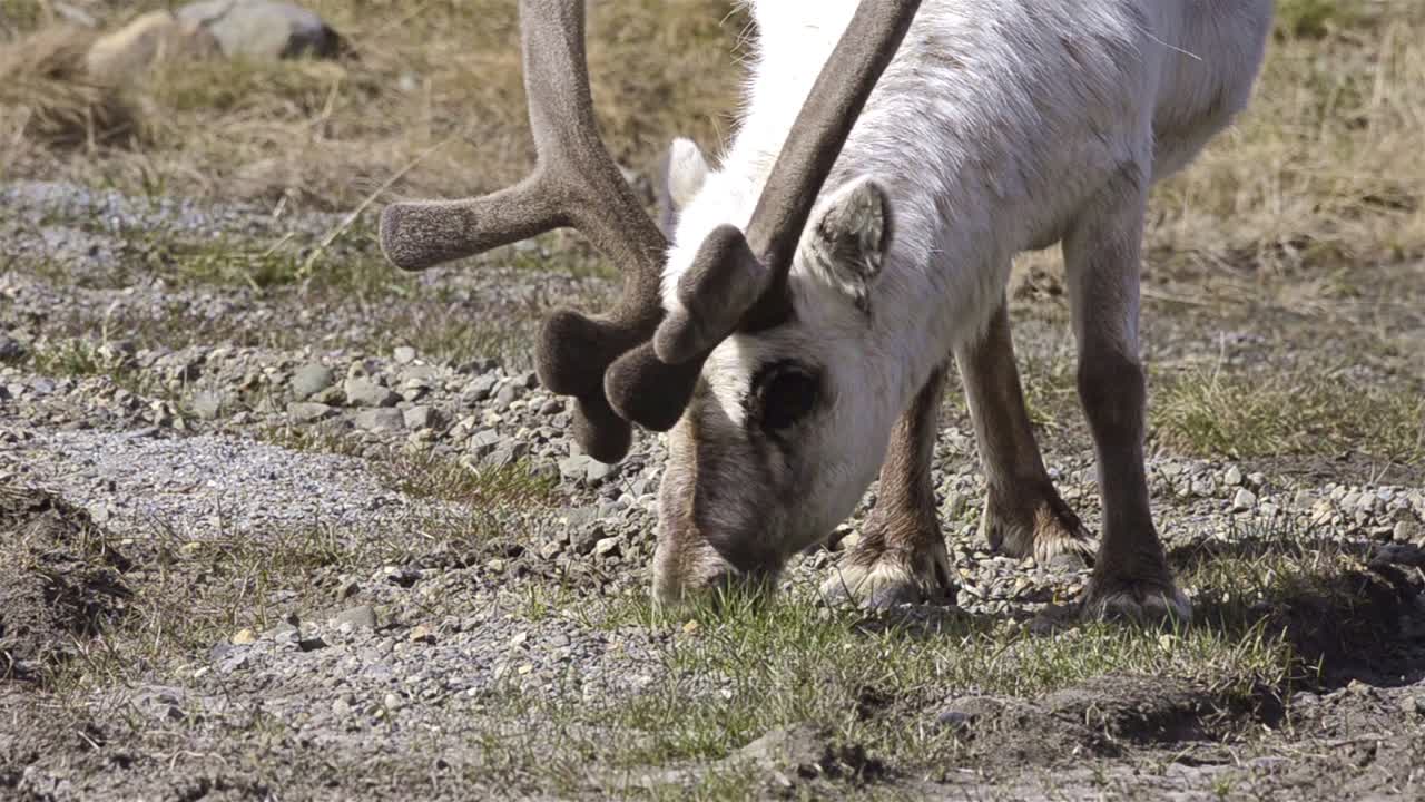 reno de svalbard rangifer tarandus platyrhynchus pastando en la tundra en longyearbyen en spitsbergen