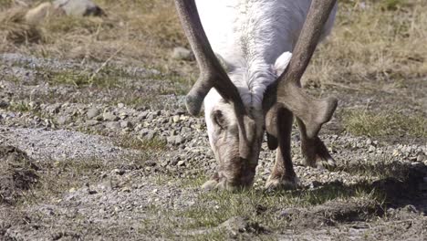 Reno-De-Svalbard-Rangifer-Tarandus-Platyrhynchus-Pastando-En-La-Tundra-En-Longyearbyen-En-Spitsbergen