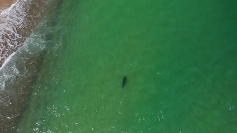 Lone-Seal-Swimming-in-Shallow-Water