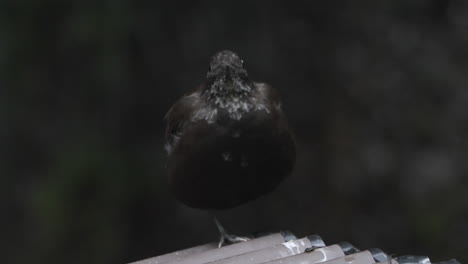 Runder-Brauner-Dipper,-Der-Auf-Einem-Bein-Balanciert,-Um-Den-Wärmeverlust-Zu-Minimieren,-Ruht-Auf-Einem-Metalldach-Vor-Einem-Wasserfall,-Frontaufnahme,-Mittlere-Nahaufnahme