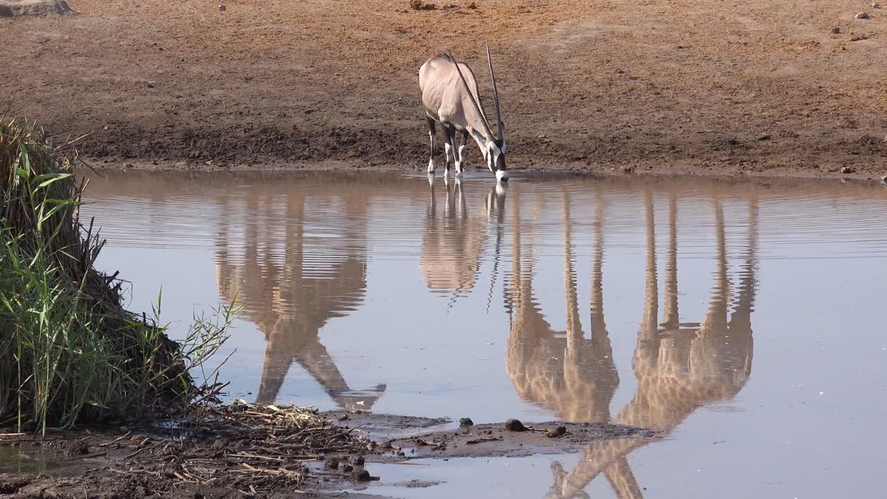 un oryx en un abrevadero en áfrica con jirafas altas reflejadas arriba en esta notable foto de la naturaleza
