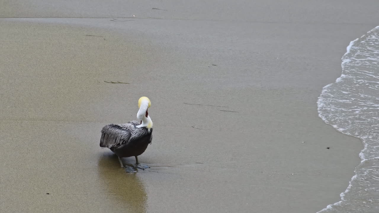 Foca grigia con una mano gialla che cammina su una spiaggia sabbiosa