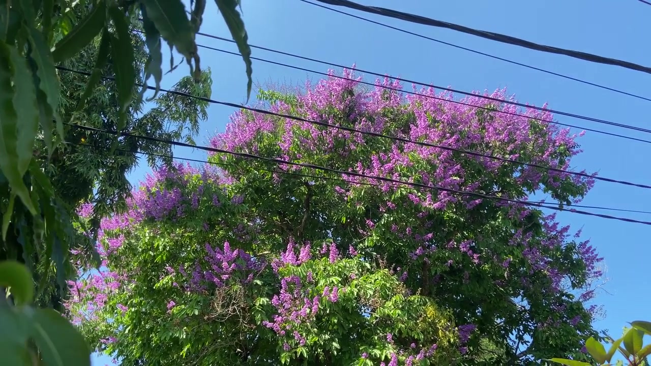 Vivace albero fiorito viola contro un cielo azzurro limpido