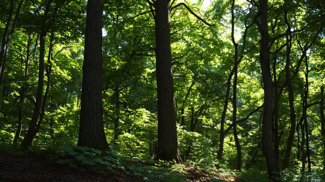 Sunlight filtering through a dense forest