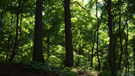 la luz del sol filtrándose a través de un denso bosque