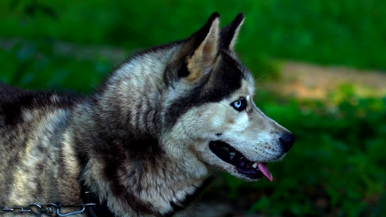 el perro de la raza husky está atado con una cadena a un árbol. el perro ladra y se preocupa, a medida que se acerca el tiempo de alimentación.