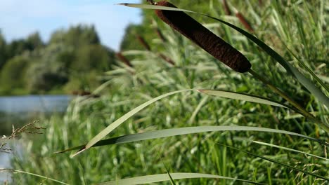 Bulrush-and-long-grass-by-the-river,-crane-shot,-clean-green-nature-close-up