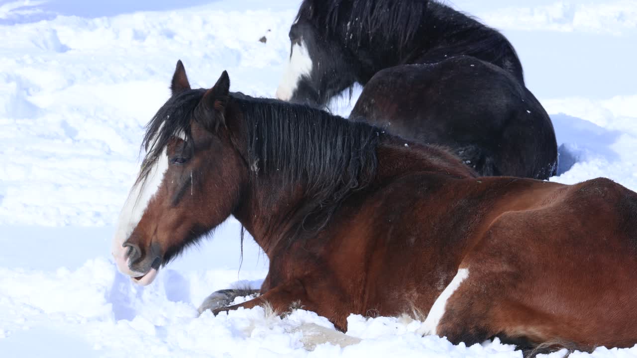 caballos de tiro tumbados en el campo de nieve en un clima de 10 grados en cámara lenta de 4k