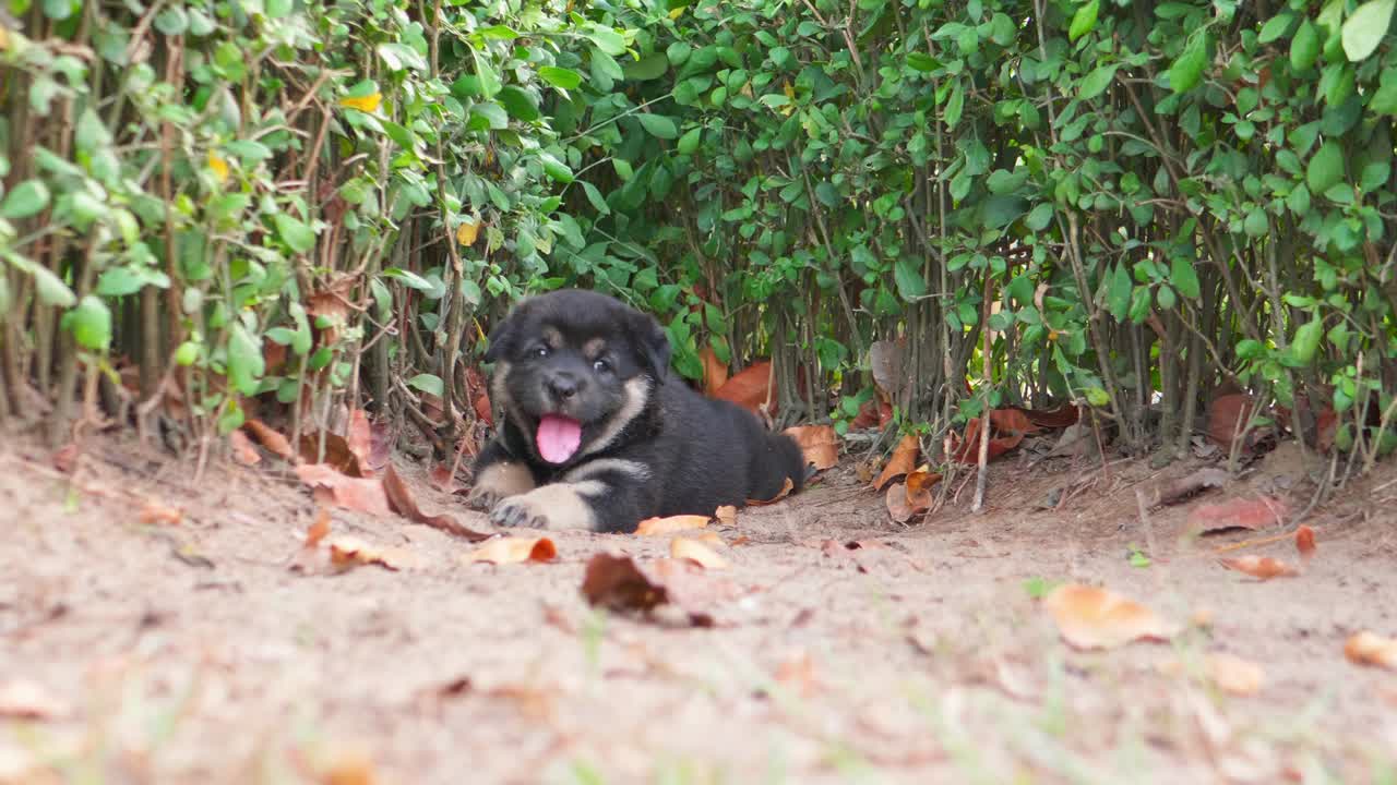 공원 바닥에서 헥헥거리고 있는 셰퍼드 강아지 가까이