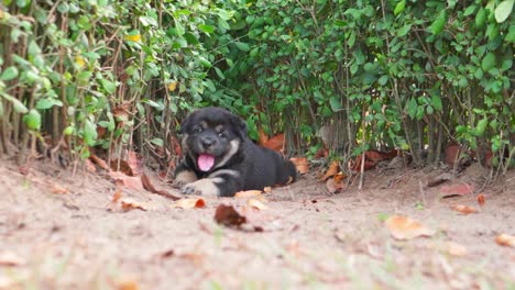 cerca de cachorro de pastor jadeando en el suelo de un parque