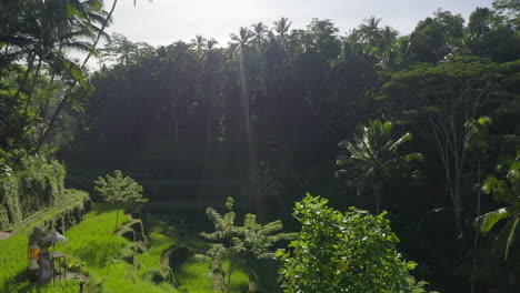 Drone-view-of-green-rice-fields-at-sunrise-with-light-rays-and-jungle